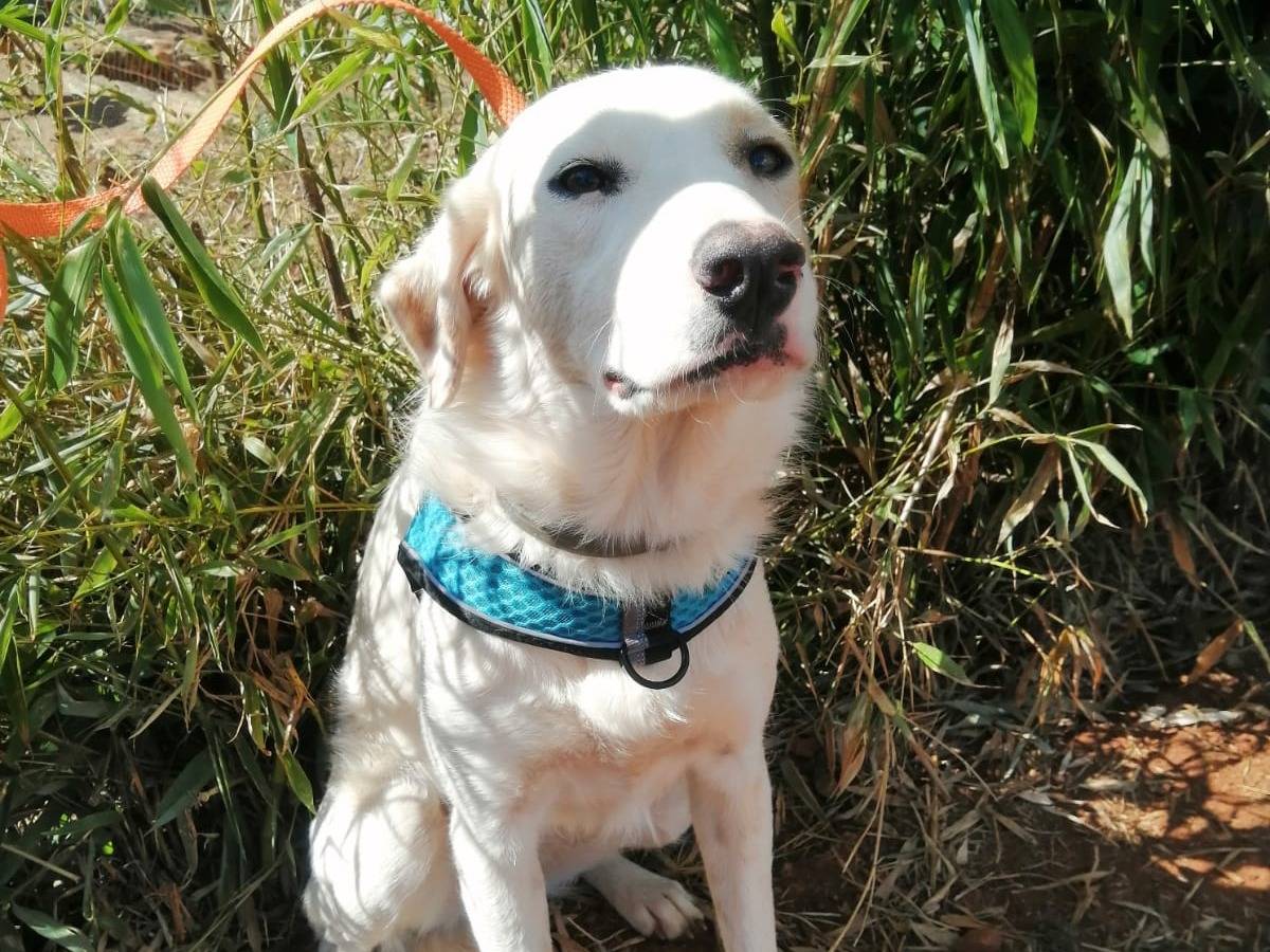 Vuoi adottare un cane a Cosenza?