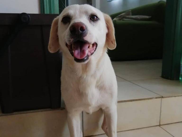 Adotta un cane, maschio, 6 anni e 10 mesi, Cosenza