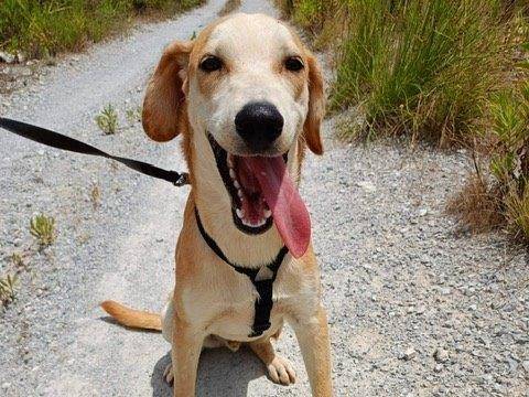 Adozione cane, maschio, meticcio, 3 anni e 5 mesi, taglia media, Cosenza