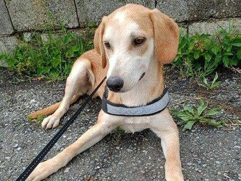 Adotta un cane, maschio, 3 anni e 5 mesi, Cosenza