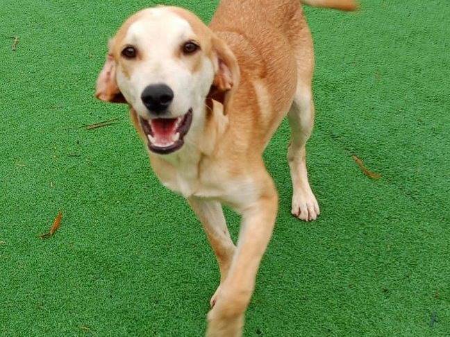 Vuoi adottare un cane a Cosenza?