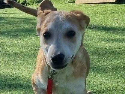 Adozione cane, maschio, meticcio, 3 anni e 5 mesi, taglia media, Cosenza