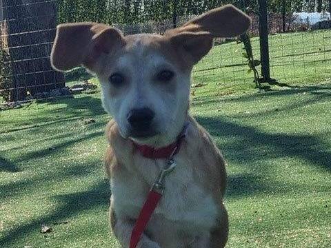 Adotta un cane, maschio, 3 anni e 5 mesi, Cosenza