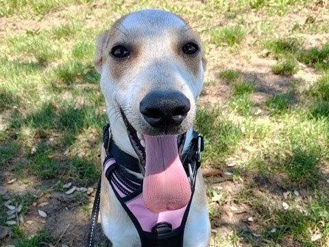 Adotta un cane, taglia media, maschio, Cosenza