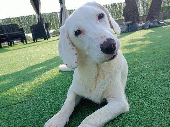 Adozione cane, femmina, meticcio, 3 anni e 4 mesi, taglia media contenuta, Cosenza