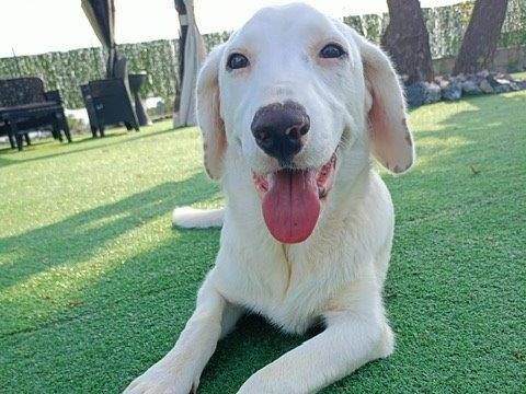 Vuoi adottare un cane a Cosenza?