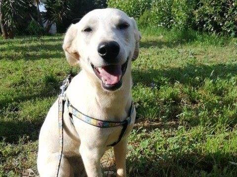 Adozione cane, femmina, meticcio, 3 anni e 5 mesi, taglia media, Cosenza