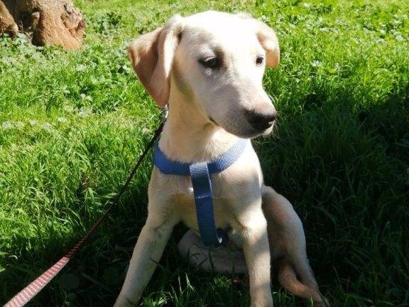 Adotta un cane, femmina, 3 anni e 5 mesi, Cosenza