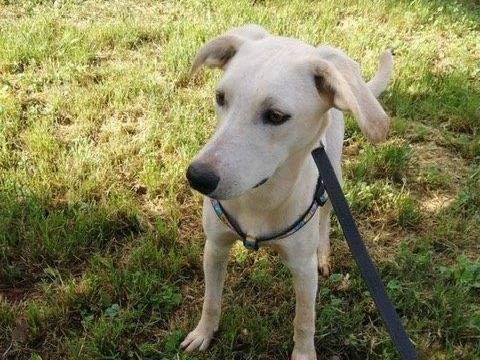 Adotta un cane, taglia media, femmina, Cosenza