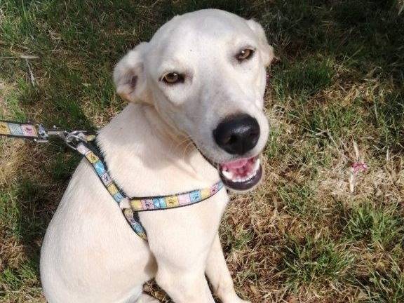 Vuoi adottare un cane a Cosenza?