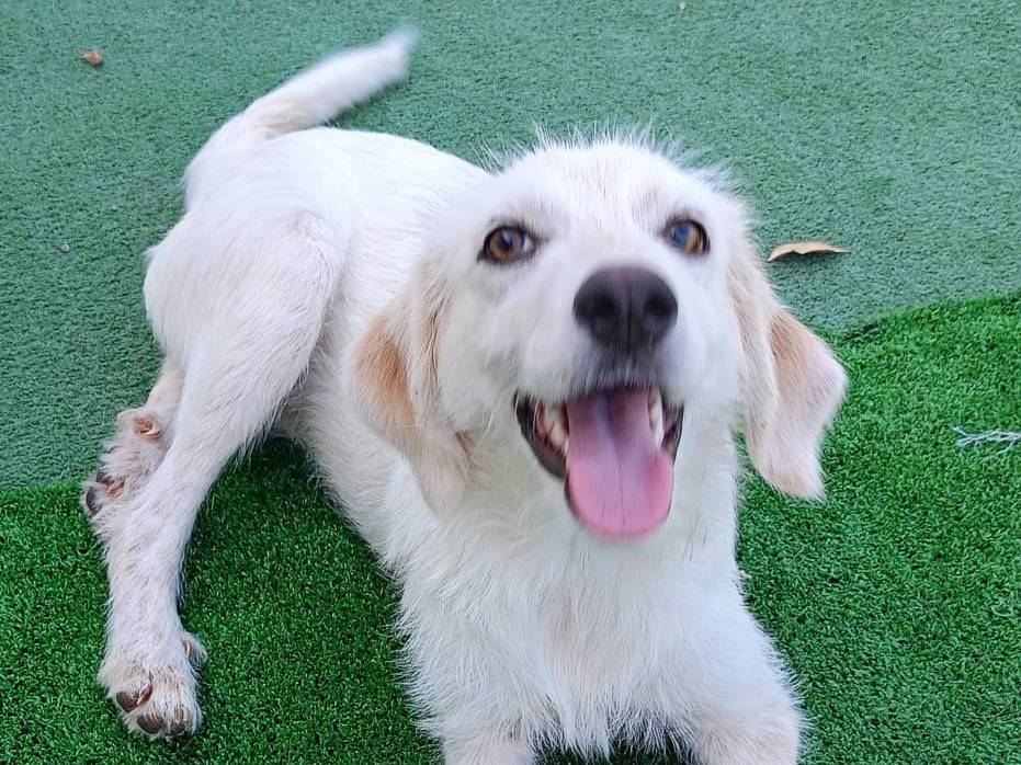 Adozione cane, femmina, meticcio, 3 anni, taglia gigante, Cosenza