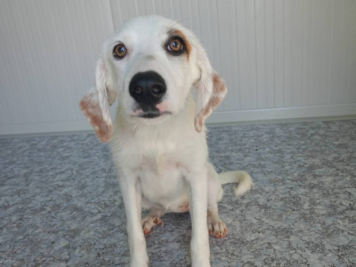 Adotta un cane, taglia piccola, femmina, Cosenza