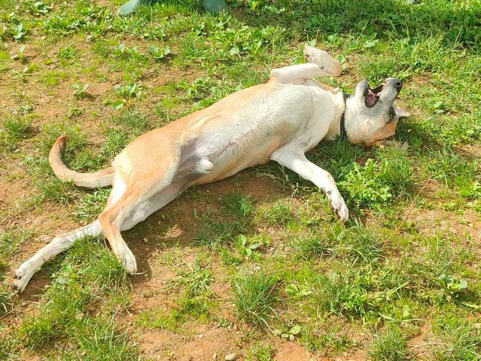 Adotta un cane, maschio, 7 anni  e 11 mesi , Genova