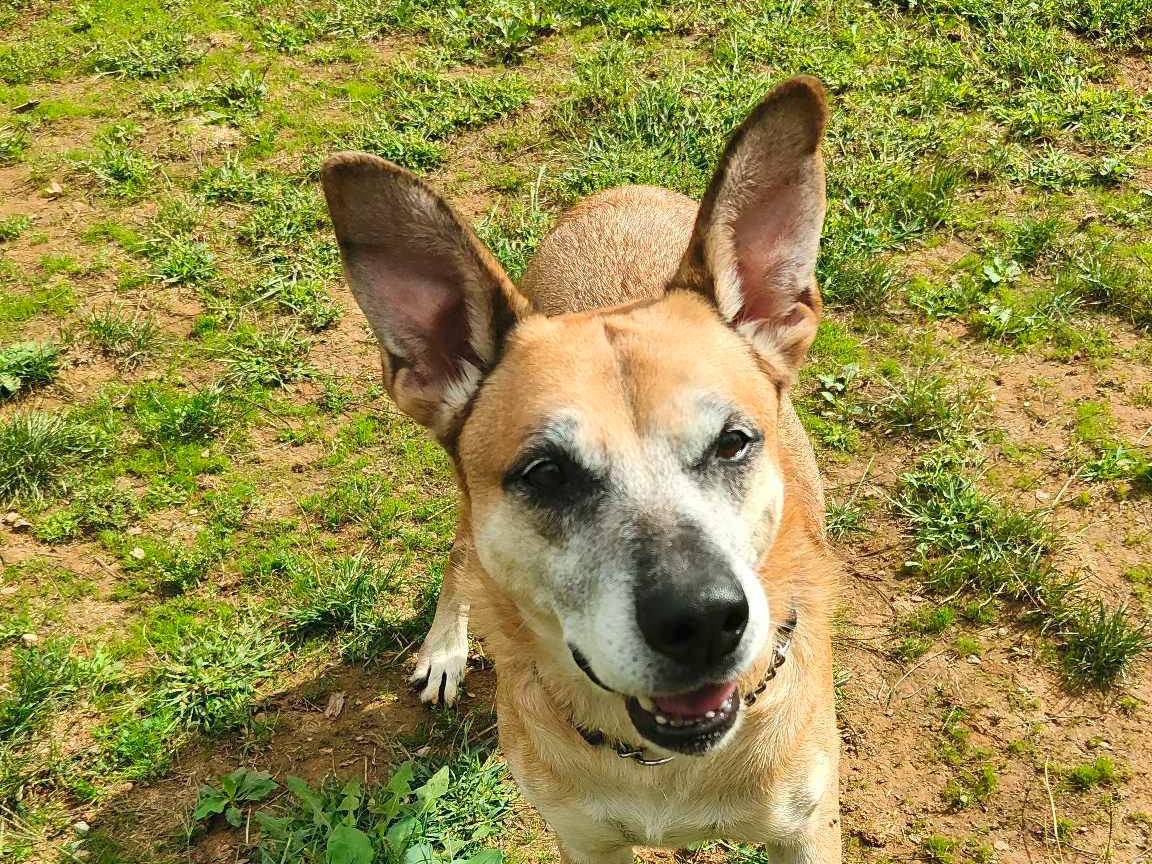 Adotta un cane, taglia media, maschio, Genova