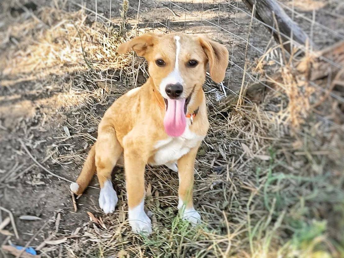 Adozione cane, femmina, meticcio, 2 anni e 5 mesi, taglia media contenuta, Crotone