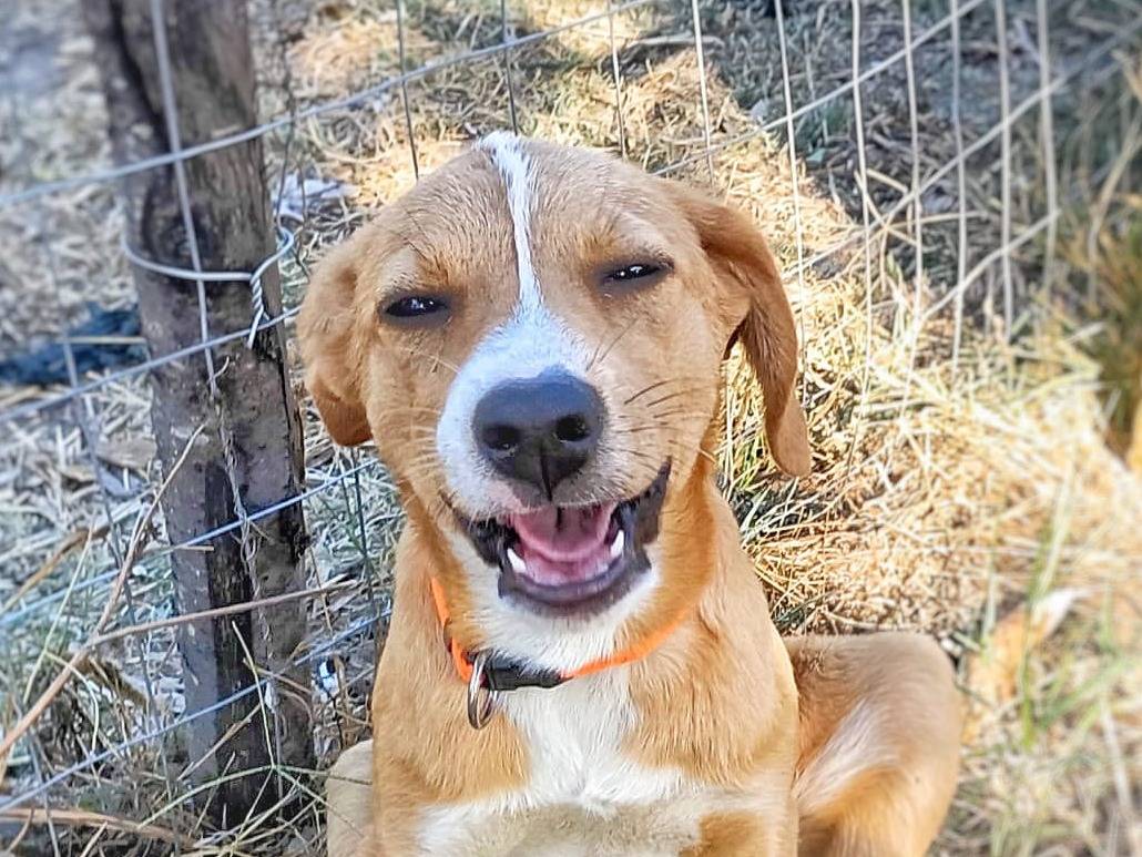 Adotta un cane, taglia media contenuta, femmina, Crotone