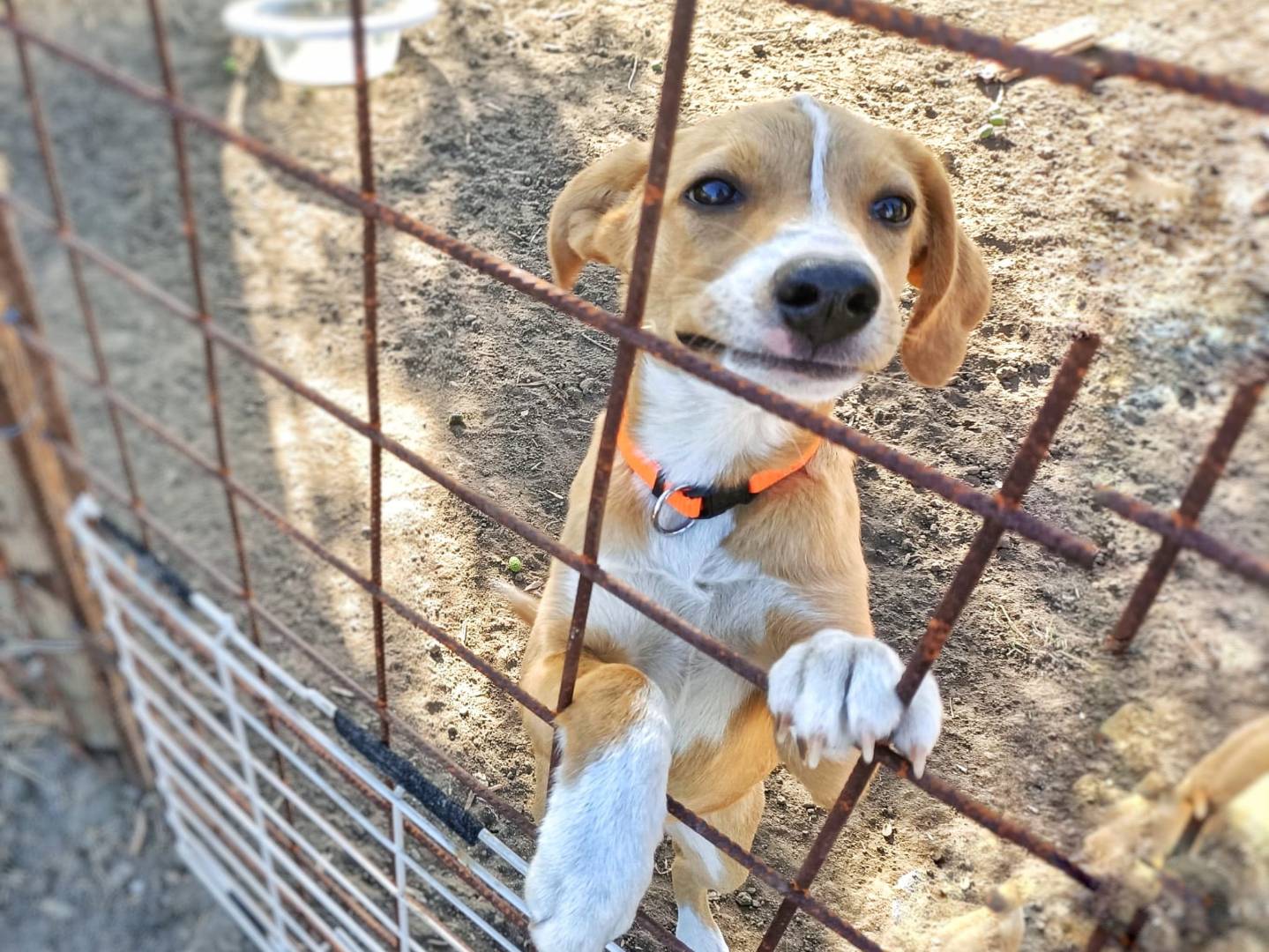 Adotta il cane BON BON  a Crotone