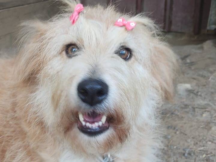 Adozione cane, femmina, meticcio, 8 anni e 10 mesi, taglia media, Crotone