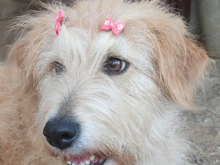 Adotta il cane KELLY a Crotone