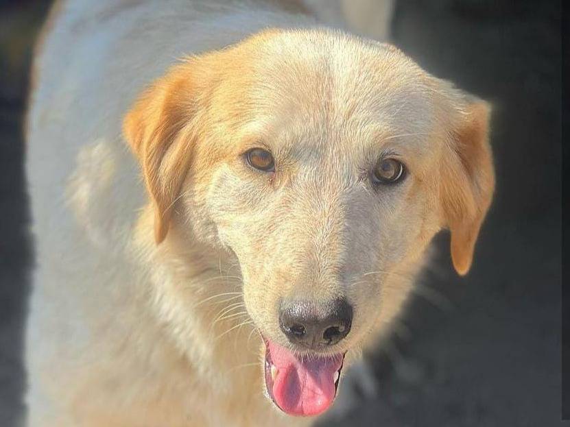 Adotta il cane TERESA  a Roma
