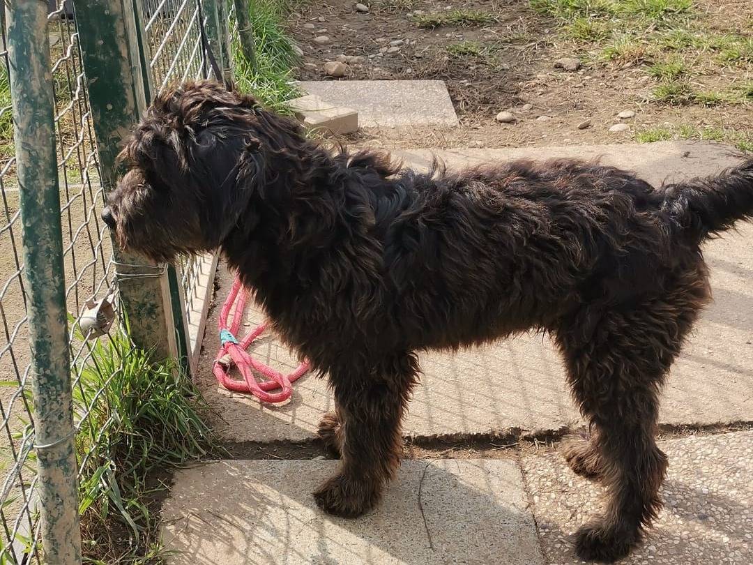 Adotta un cane, maschio, 3 anni e 6 mesi, Milano