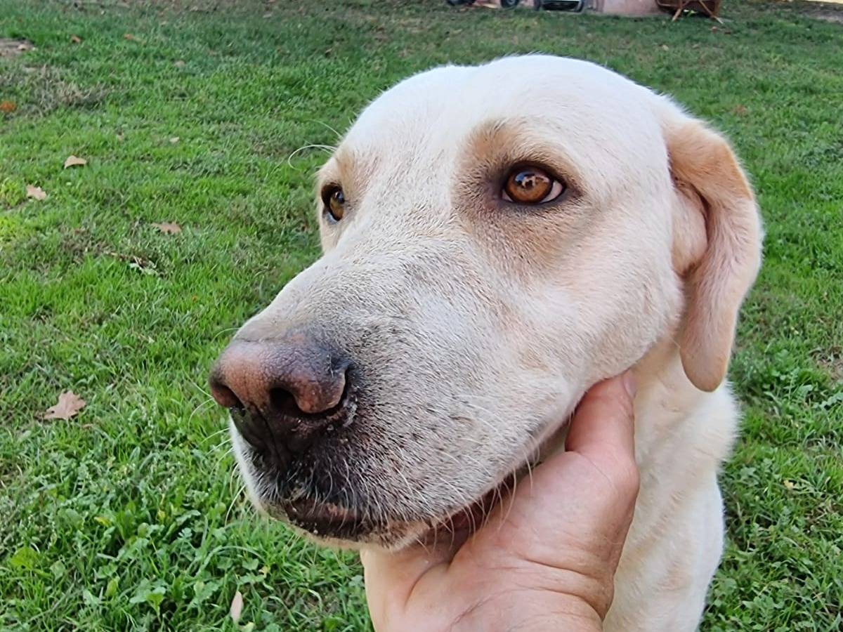 Adotta un cane, taglia media, maschio, Pavia