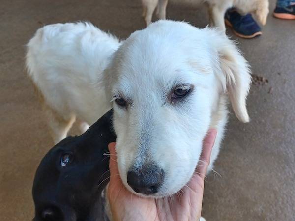 Adotta un cane, femmina, 2 anni e 1 mese, Frosinone