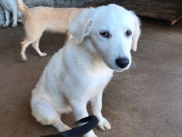 Adotta il cane AGNESE a Frosinone