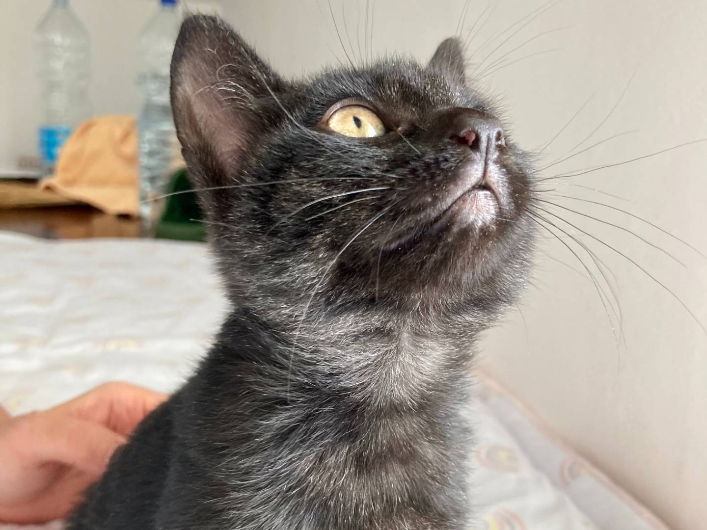 Adozione gatto, femmina, meticcio, 2 anni e 7 mesi, taglia non valida, Ancona