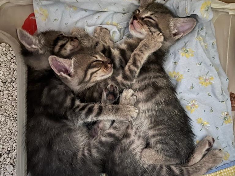 Foto dell'animale