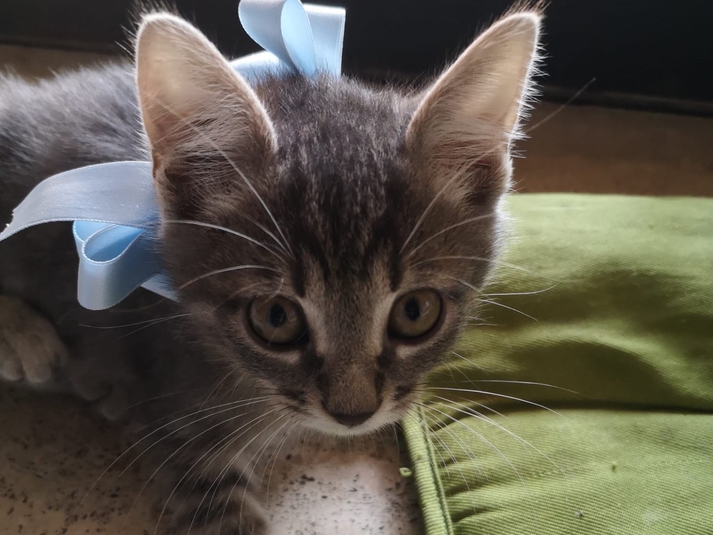 Adotta un gatto, taglia non valida, maschio, Napoli