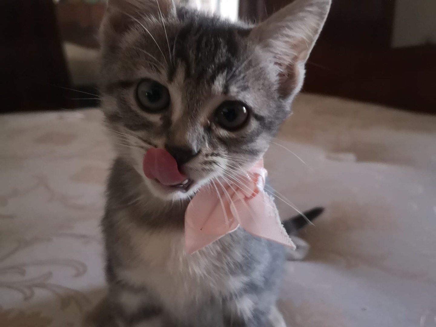 Vuoi adottare un gatto a Napoli?