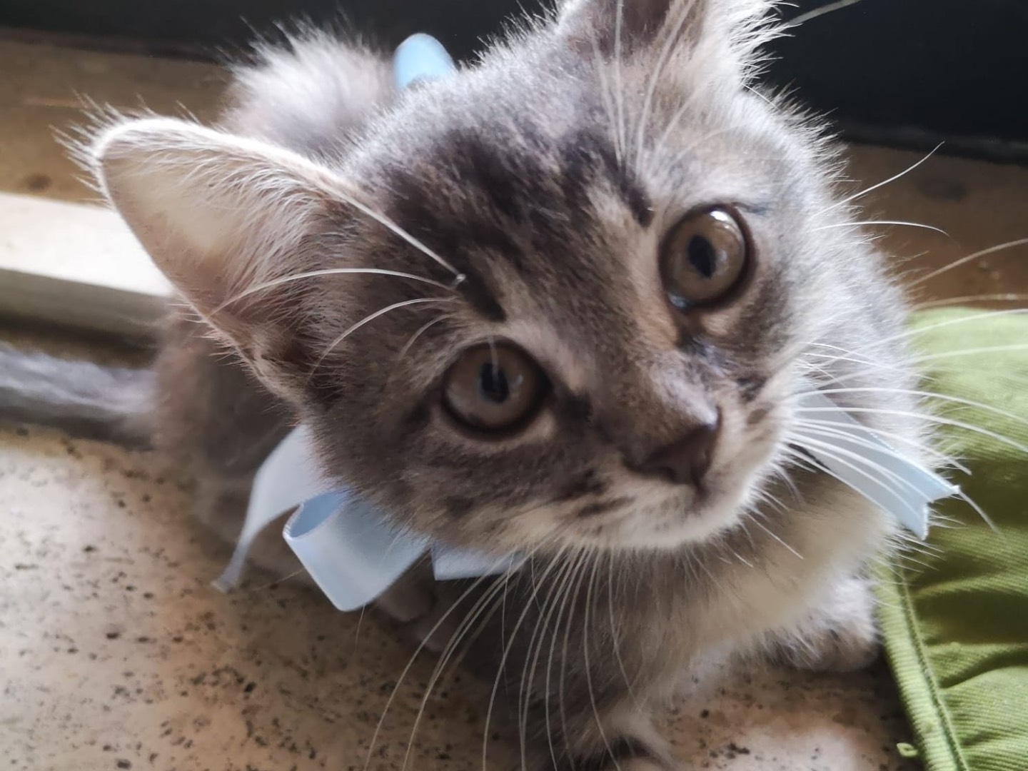 Adotta il gatto Misurina, Rolly, pizzy a Napoli