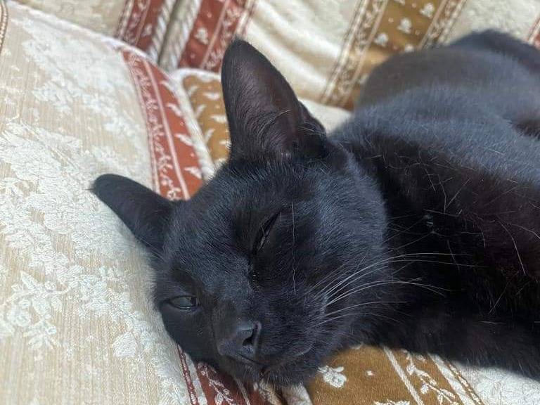 Foto dell'animale