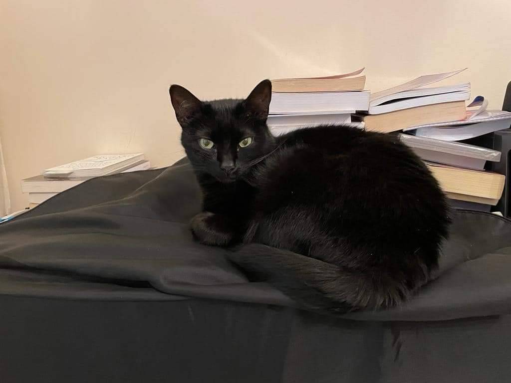 Adotta un gatto, taglia non valida, femmina, Bari