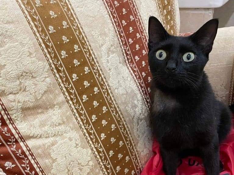 Vuoi adottare un gatto a Bari?