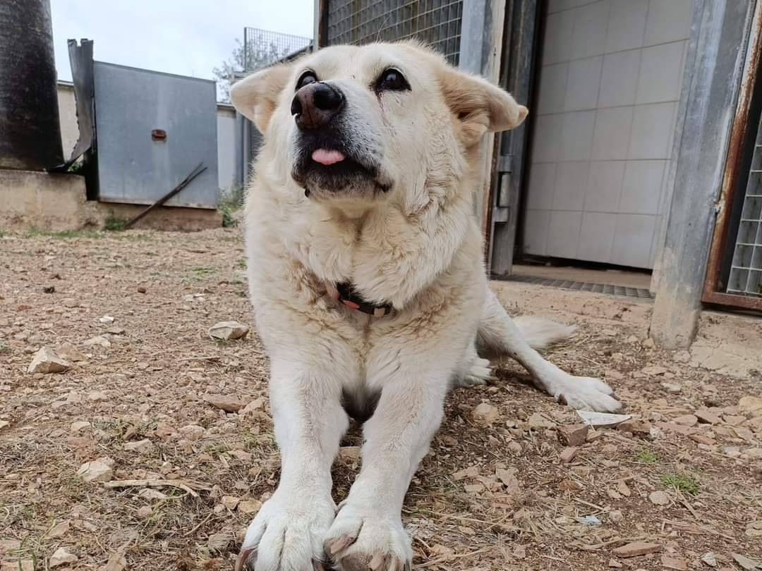 Foto dell'animale