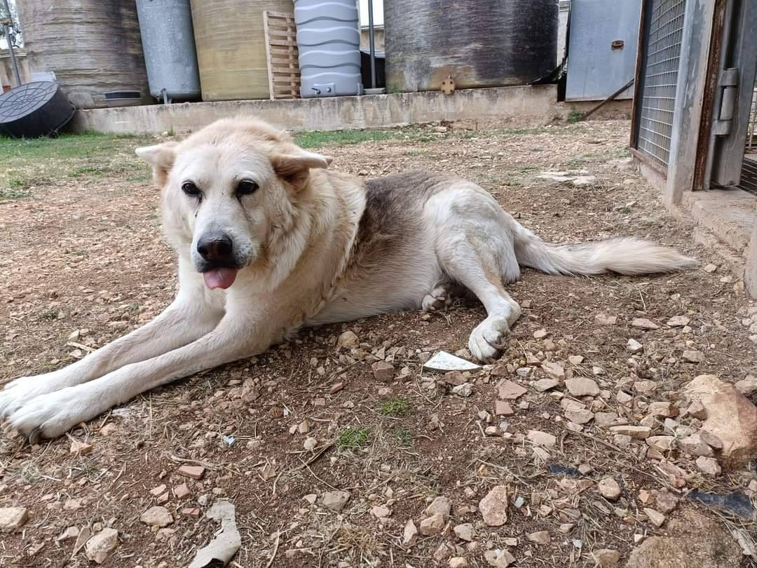 Adotta un cane, maschio, 14 anni  e 3 mesi , Bari