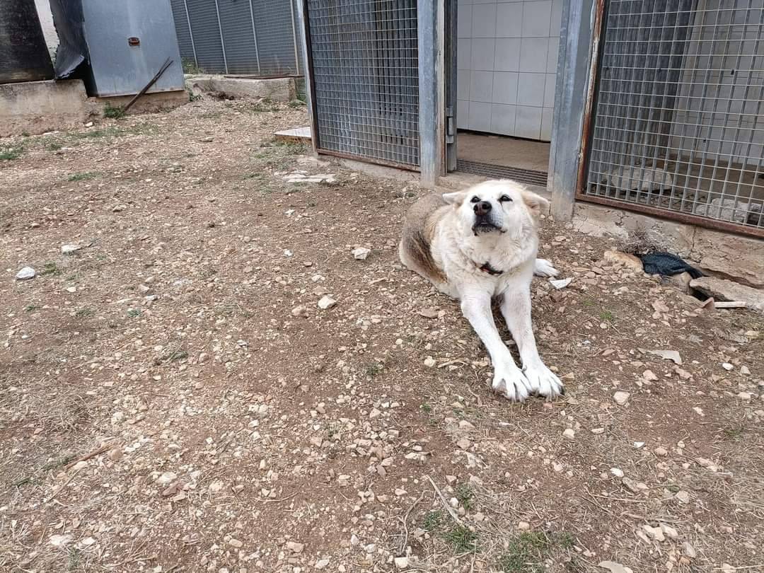 Vuoi adottare un cane a Bari?