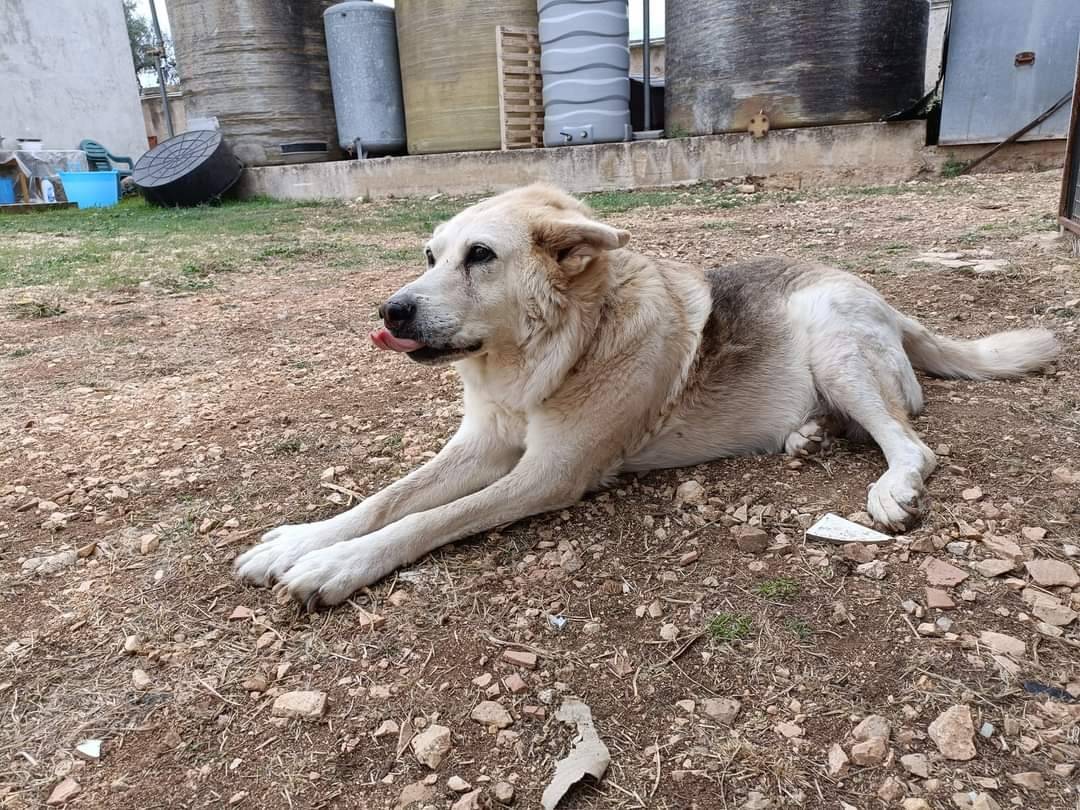 Vuoi adottare un cane a Bari?