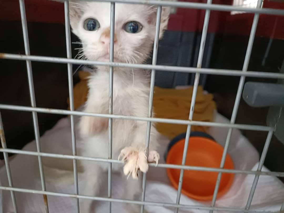 Adotta un gatto, femmina, 1 anno e 9 mesi , Bari