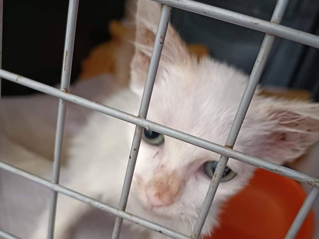 Adotta un gatto, taglia non valida, femmina, Bari