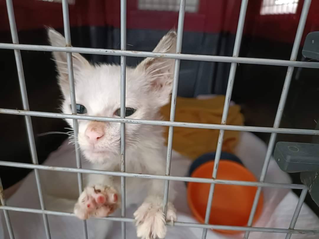 Vuoi adottare un gatto a Bari?