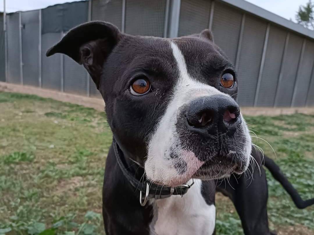 Adotta un cane, maschio, 3 anni  e 3 mesi , Bari