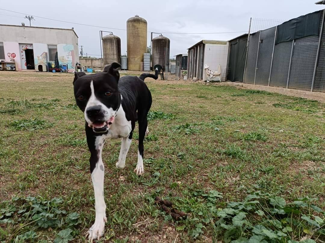 Adotta un cane, taglia media, maschio, Bari