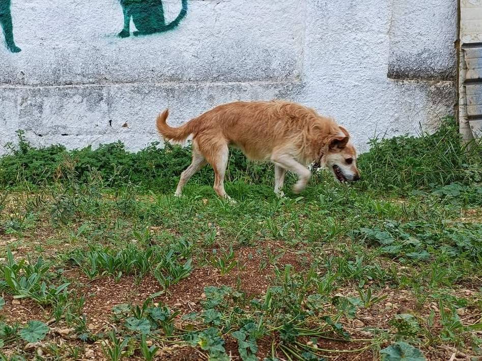 Adotta un cane, femmina, 5 anni  e 8 mesi , Bari