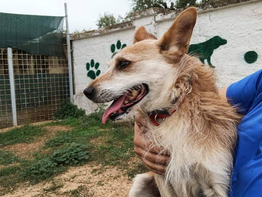 Adotta un cane, taglia media contenuta, femmina, Bari