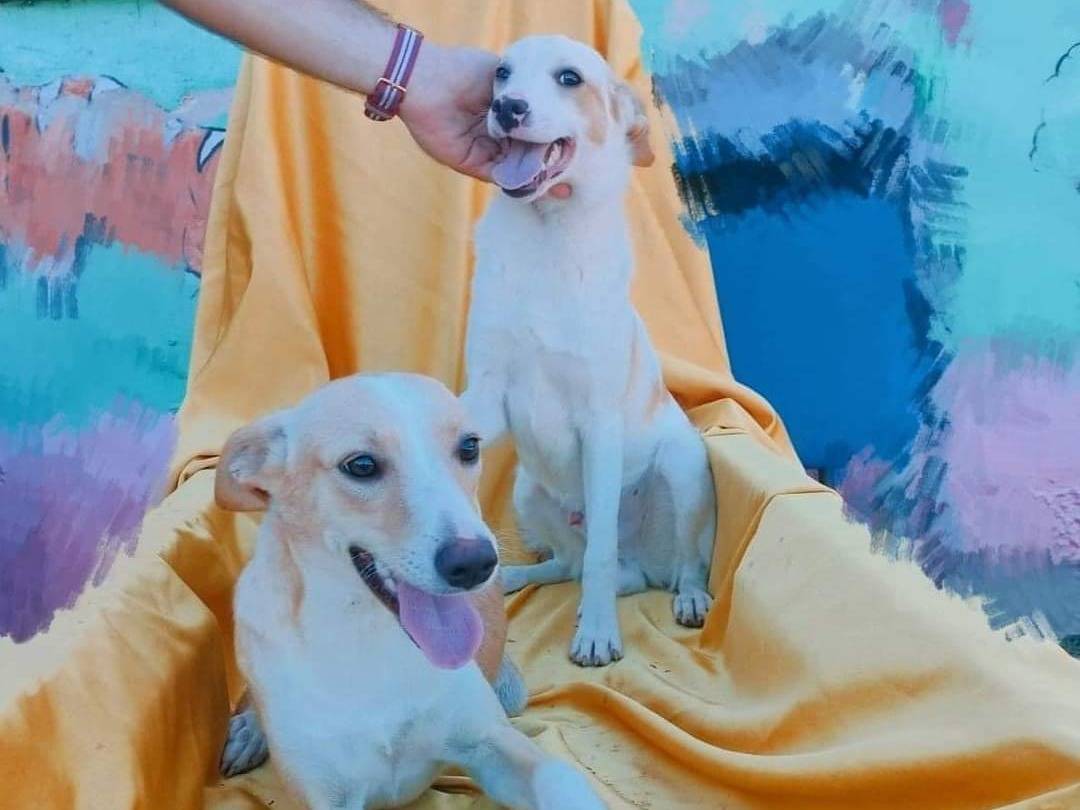 Foto dell'animale