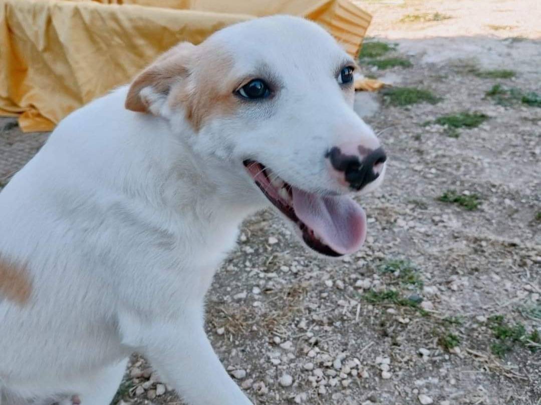 Adotta un cane, maschio, 2 anni  e 2 mesi , Bari