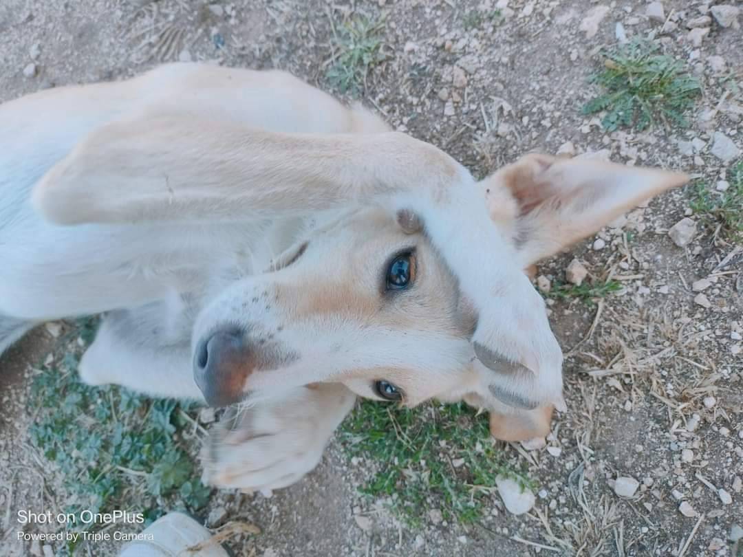 Vuoi adottare un cane a Bari?